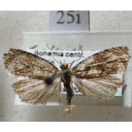 Celypha lacunana (Denis & Schiffermüller, 1775) Czech25i